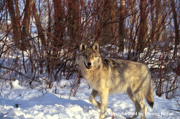 Gray wolf in habitat.