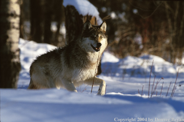 Gray wolf in winter habitat.