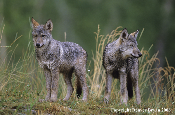 Gray wolf pups in habitat.