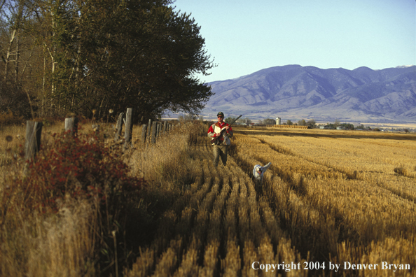 Upland bird hunter with English Setter.