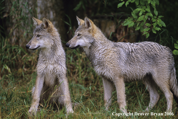 Gray wolf pups in habitat.