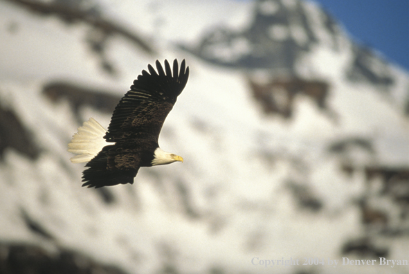 Bald eagle in flight.