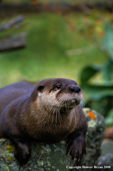 River Otter in habitat