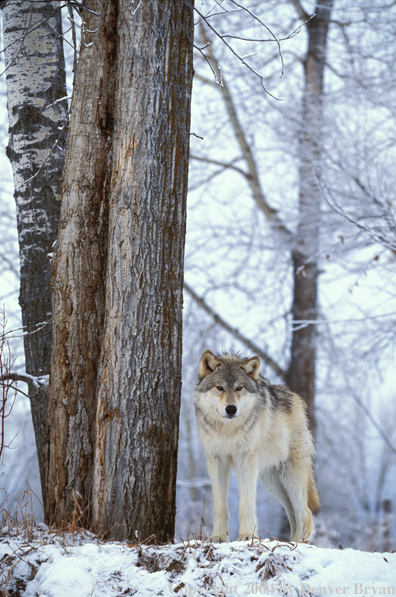 Gray wolf in winter habitat.