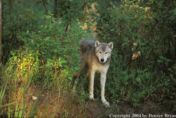 Gray wolf in habitat.