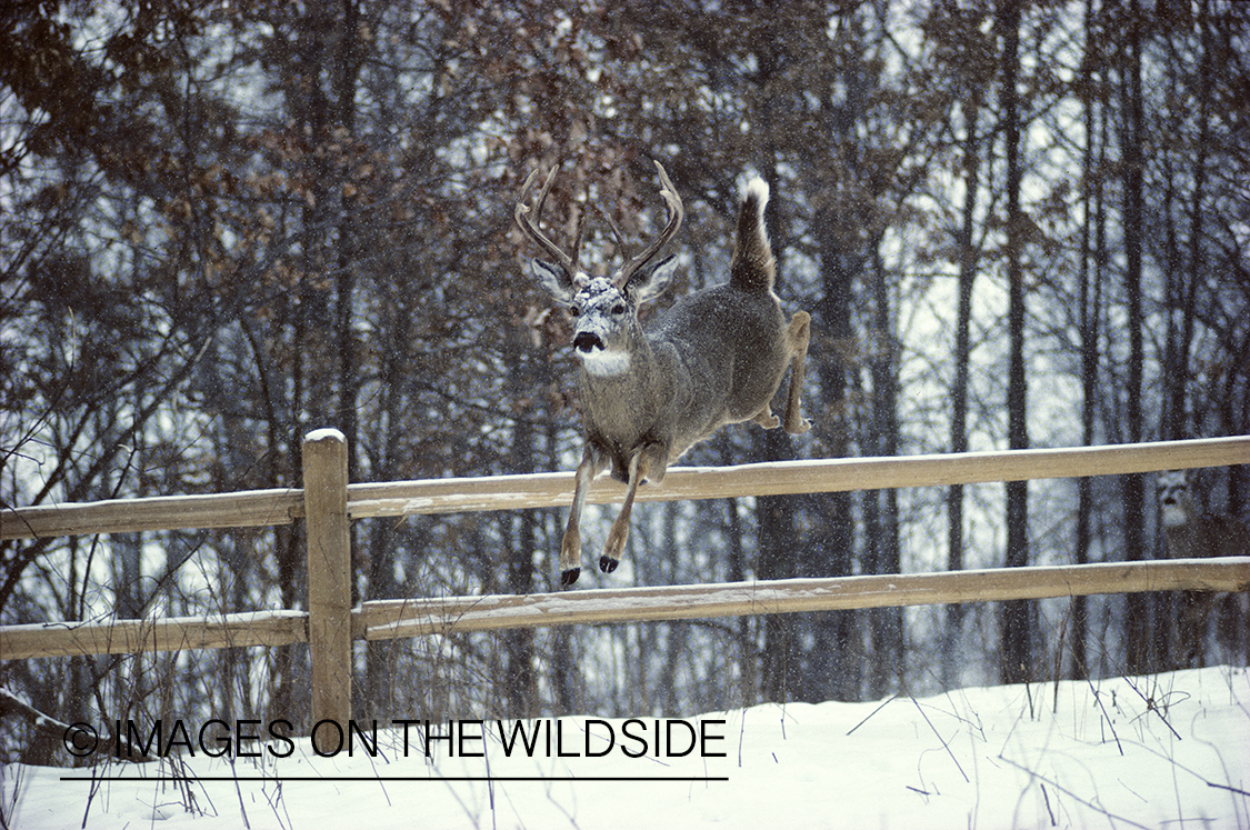Whitetailed deer jumping over fence.