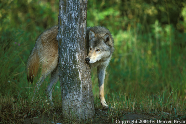Gray wolf in habitat.