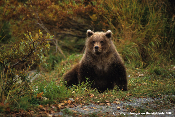 Brown/Grizzly Bear in habitat