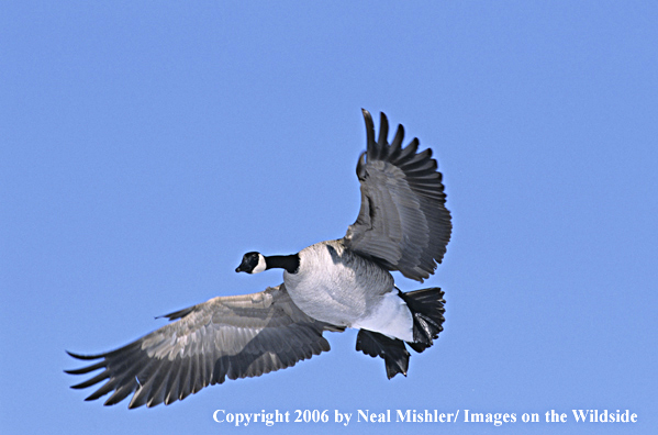 Canadian goose in flight.