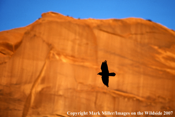 Raven in flight.