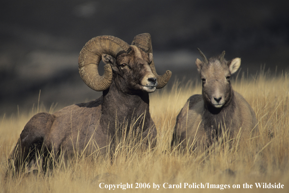 Rocky Mountain bighorn sheep in habitat.