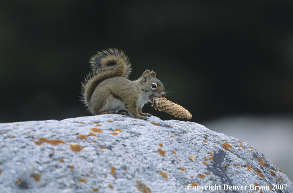 Red Squirrel with pinecone in mouth