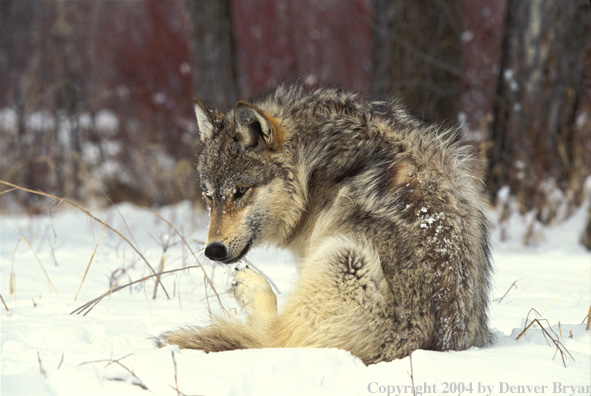 Gray wolf scratching.