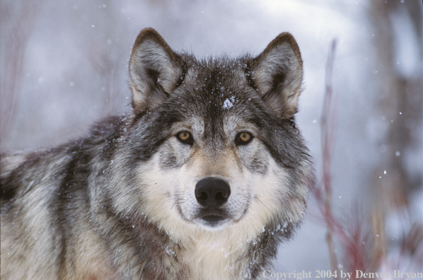 Gray wolf in winter habitat.