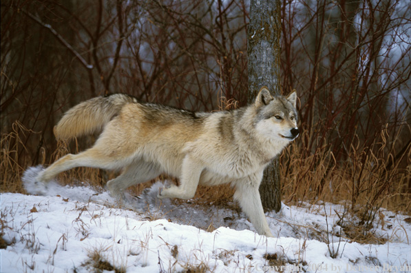 Gray wolf in winter habitat.