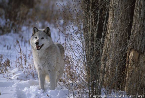 Gray wolf in winter habitat.