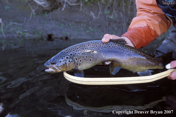 Brown Trout.