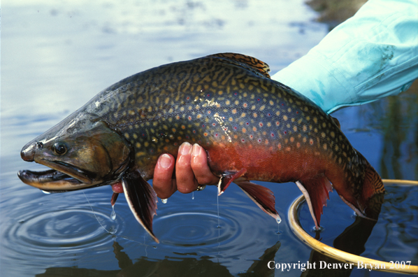 Brook Trout