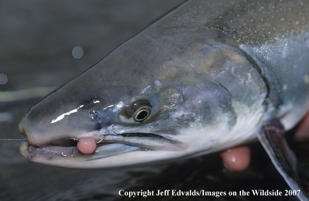 Egg caught Dolly Varden