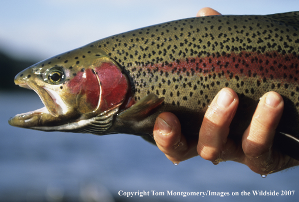 Rainbow Trout