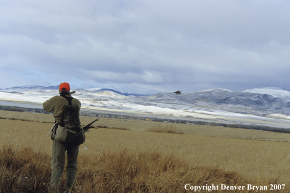 Upland bird hunter aiming at pheasant