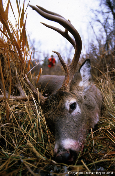 White-tailed deer hunter approaching downed deer