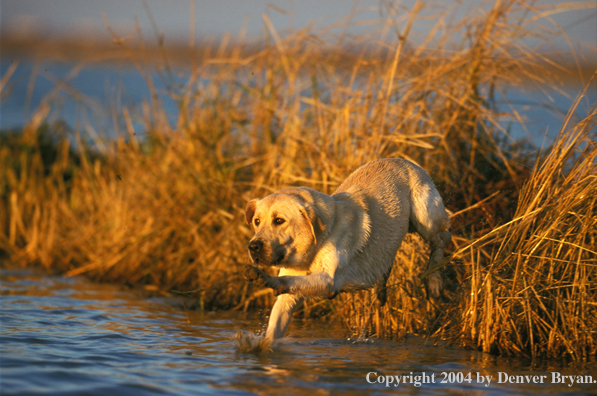 Yellow Labrador Retriever charging for a retrieve
