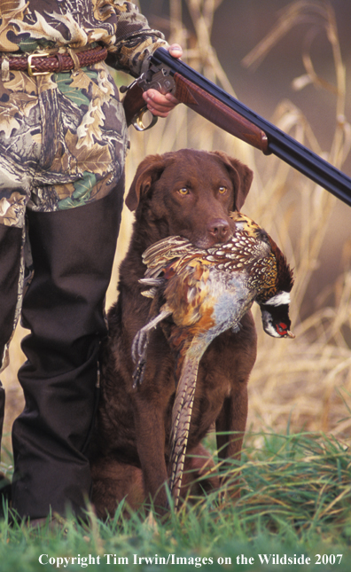 Chesapeake Bay Retriever in field.
