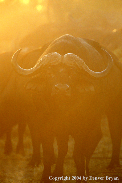 Herd of Cape Buffalo in habitat.