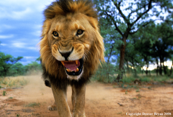 African lion charging