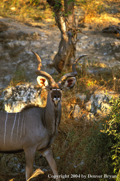 Kudu bull in bush.  Kenya, Africa.