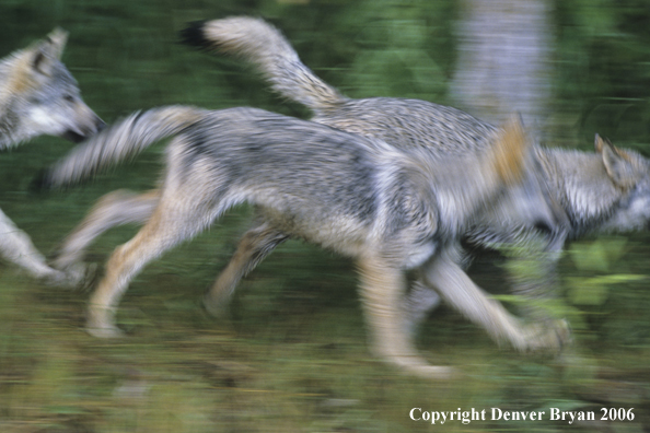 Grey wolf pups running.