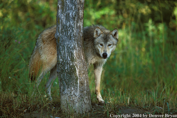 Gray wolf in habitat.