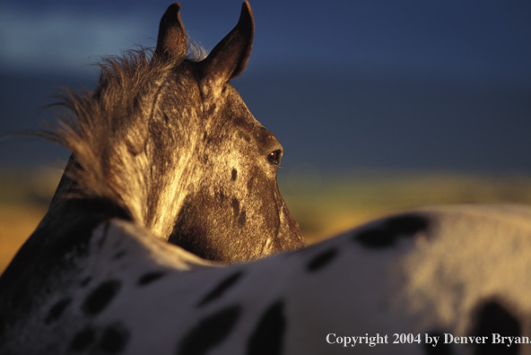 Appaloosa horse in pasture.