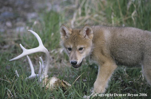 Gray wolf pup chewing on deer skull.