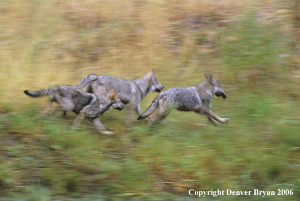Grey wolf pups running.