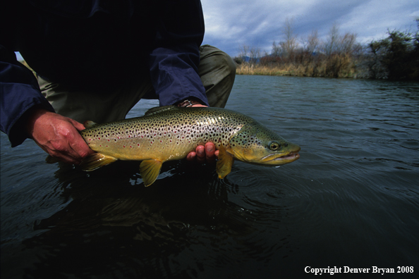 Large Brown Trout 