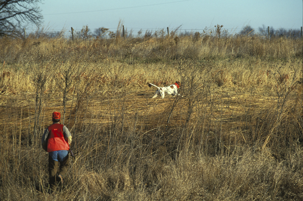 Upland bird hunter with English Pointer.