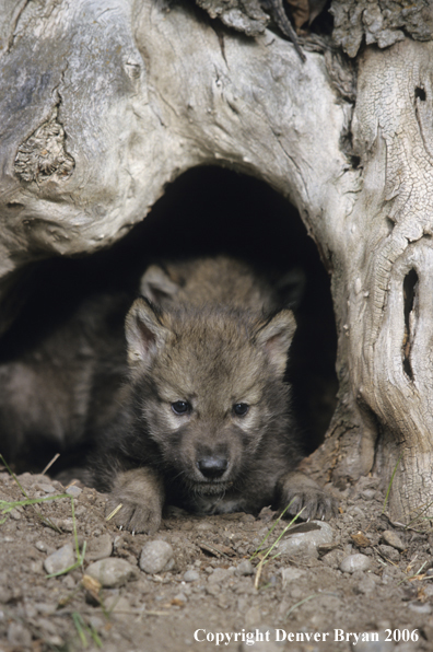 Gray wolf pups in den.