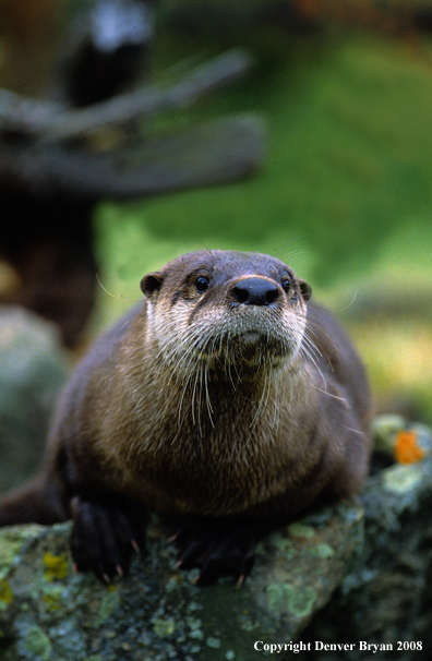 River Otter in habitat