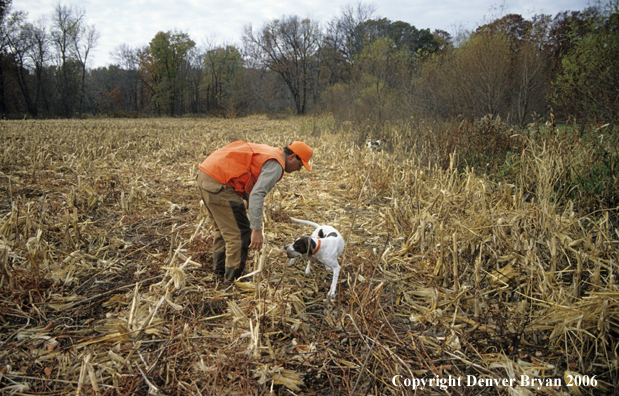 Upland game bird hunter retrieving quail from dog.