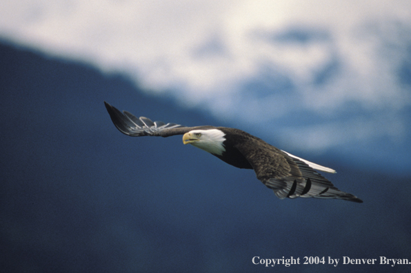 Bald eagle in flight.