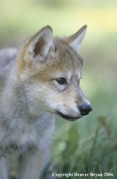 Gray wolf pups in habitat.