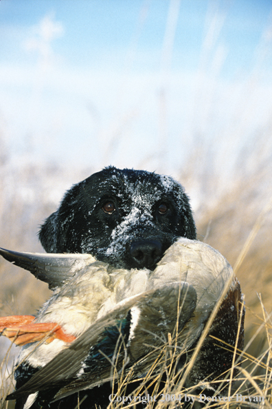 Black Labrador Retriever with mallard