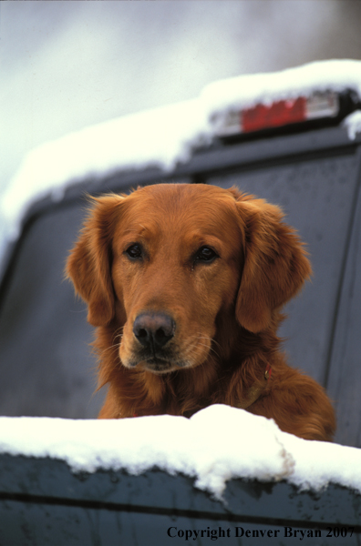 Golden Retriever in truck bed.