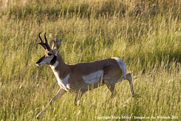 American Pronghorn Antelope buck crossing creek.