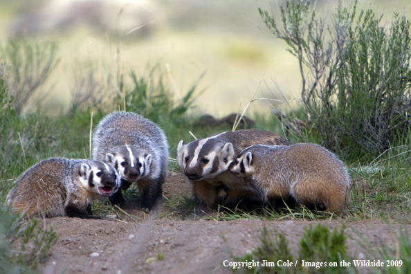 Badger Family in habitat
