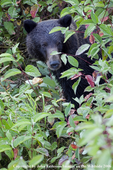 Brown bear in habitat.