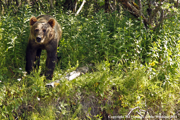 Brown bear on Kodiak Island, Alaska. 