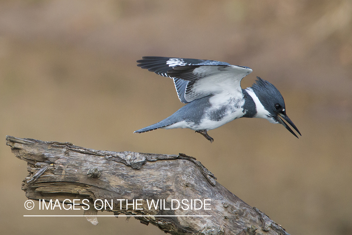 Kingfisher landing on log.